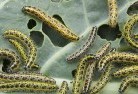 Limestone Creekgarden-pests-and-diseases-6.jpg; ?>
